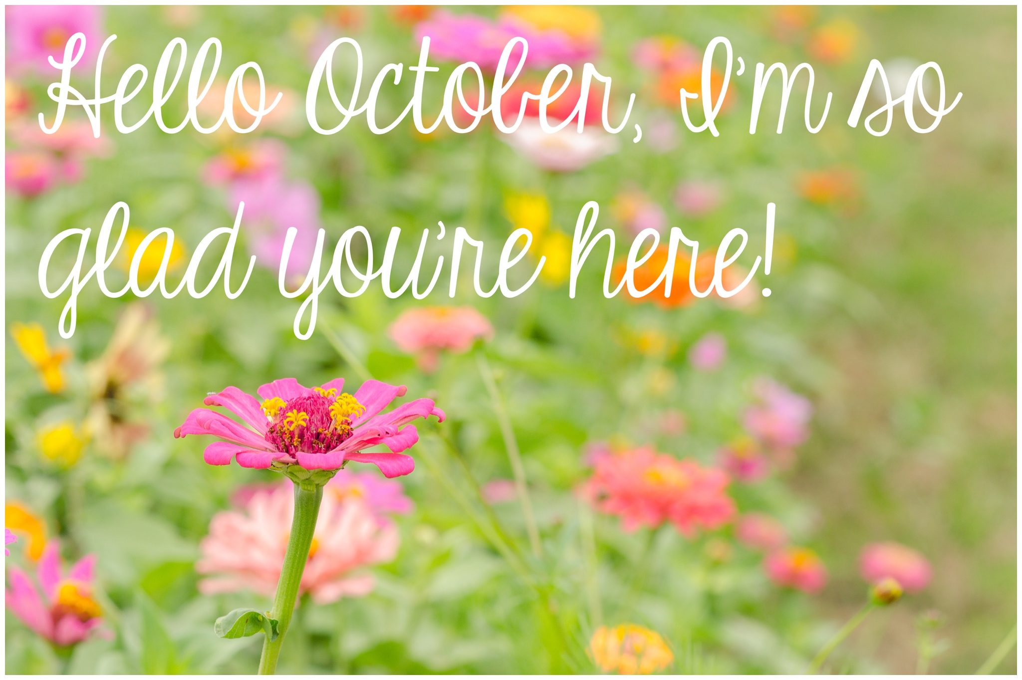 Fuzzy Sock Talk – Celebrating October