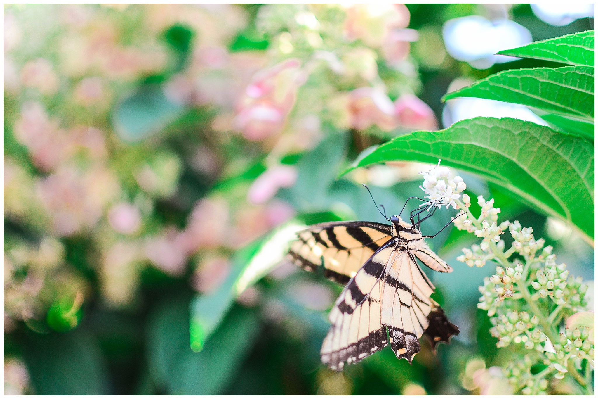 2018 – My Butterfly Year